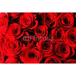 Fototapeta czerwona róża tło